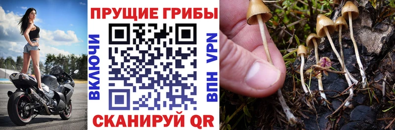 даркнет сайт  Плавск  shop состав  Галлюциногенные грибы Cubensis 
